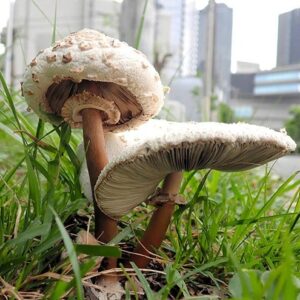 چه قارچ‌هایی سمی هستند؟