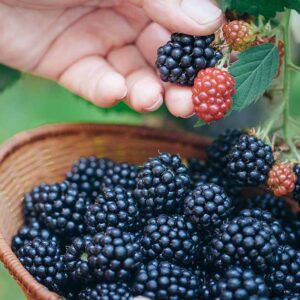 فواید شاه توت برای سلامتی